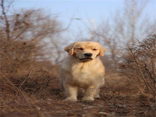 魁寶女兒